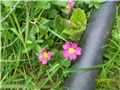 jaglac - lat. primula